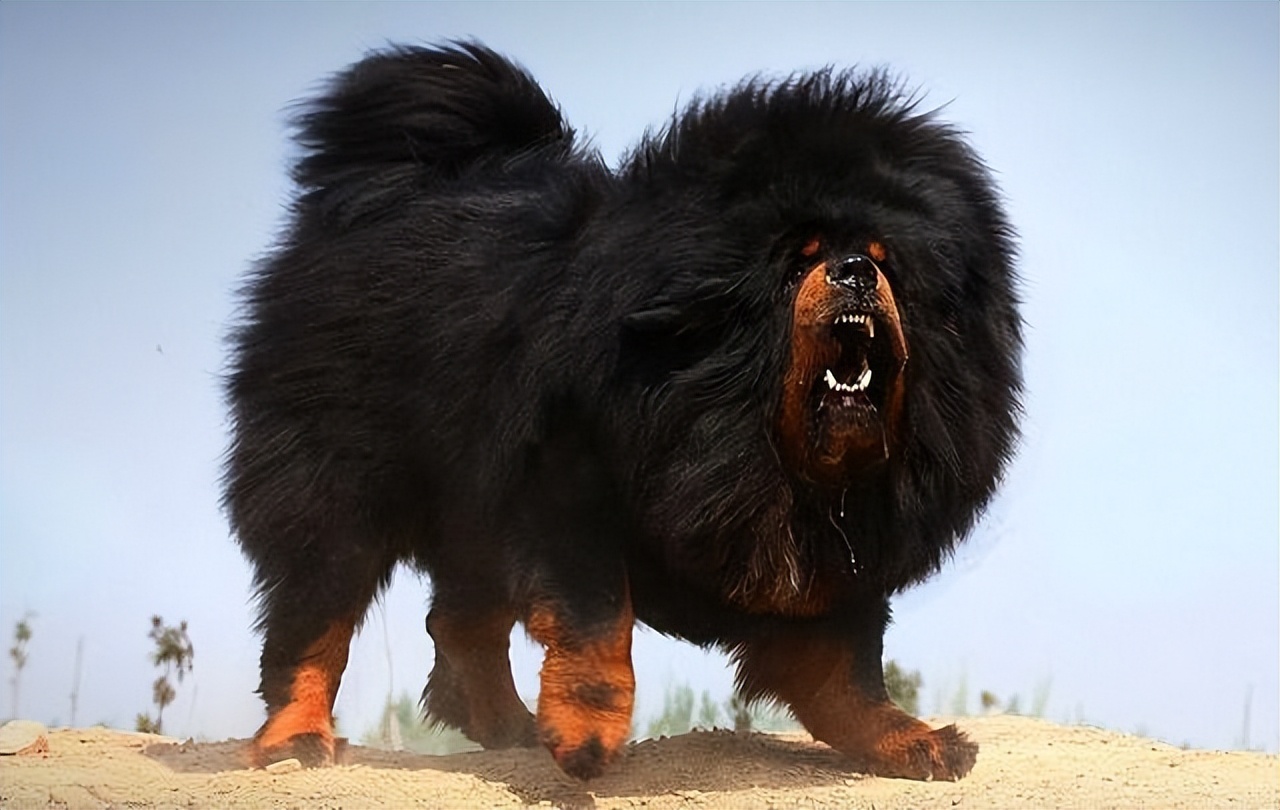 如今藏獒现状,藏獒价格为什么断崖式下跌