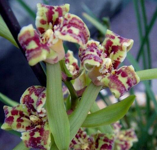 最便宜的蕙兰多少钱一株,一盆蕙兰在市面上值多少钱