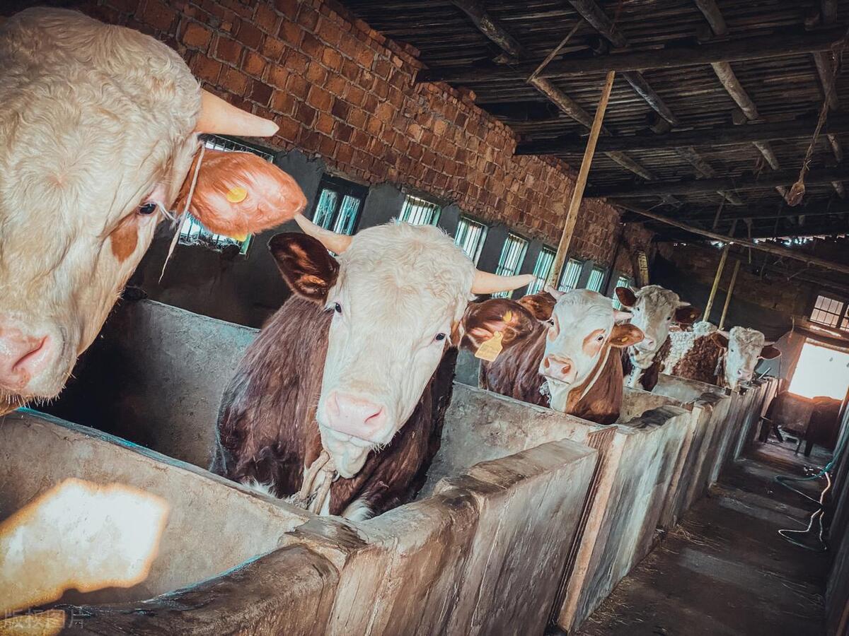 猪价回调养殖,养牛前景及2024年猪价预测