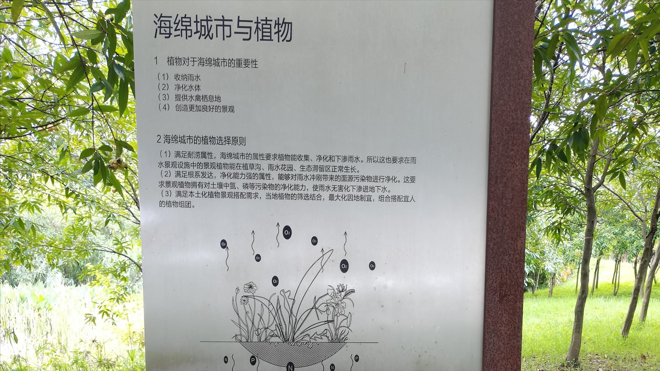 湿地公园里的树木,湿地公园的花图片