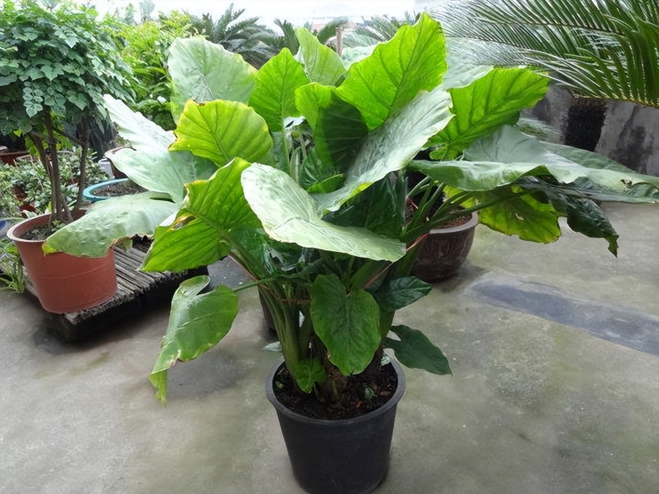 3类花,“白送”都别要,明白人都往外扔,可别再往家带了