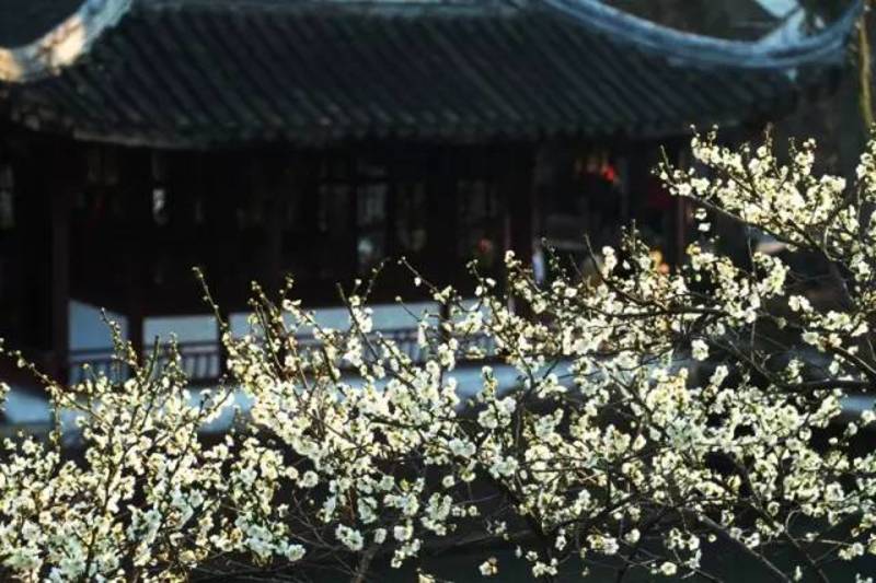 苏州人最钟情的赏梅圣地开花啦,中国赏梅好去处苏州赏梅花