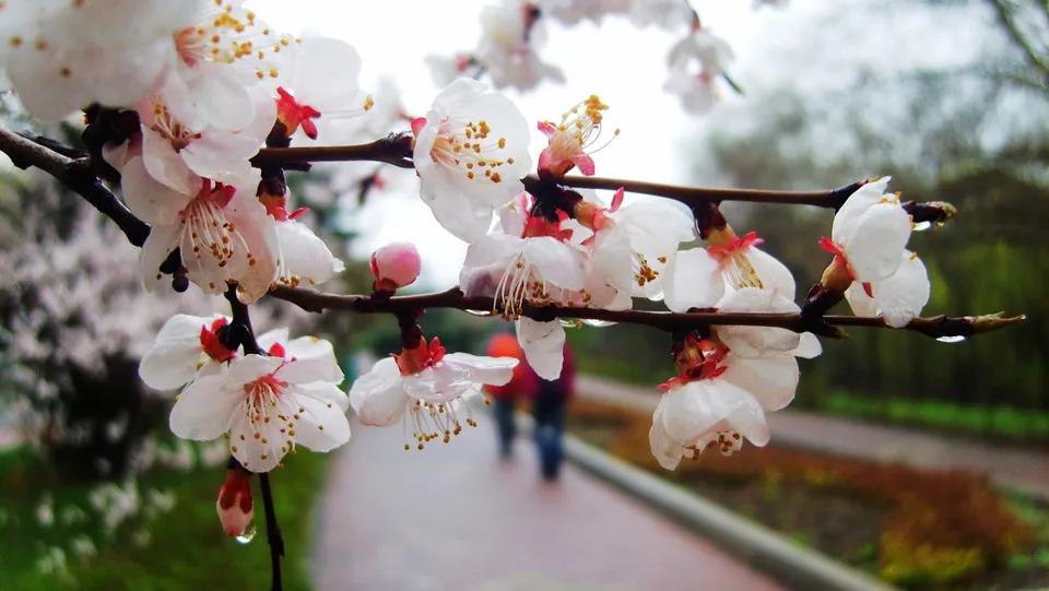 七绝春雨十首,七绝春雨寒烟