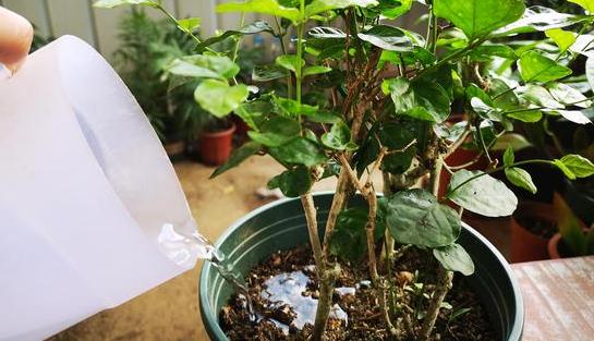 家里盆栽茉莉花怎样培育新苗,冬季怎样养新品种大叶茉莉花