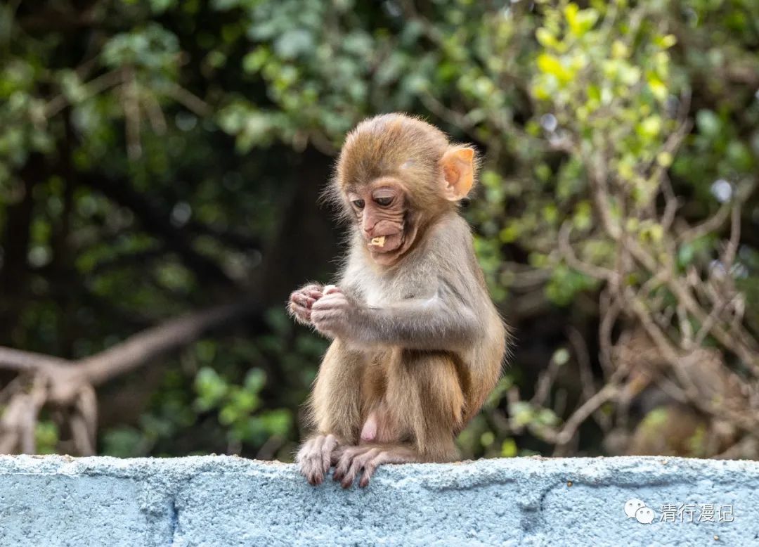 海南人去南湾猴岛,海南三亚南湾猴岛门票