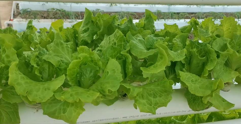 水培蔬菜发展不起来,水培不用施肥就能长好的蔬菜