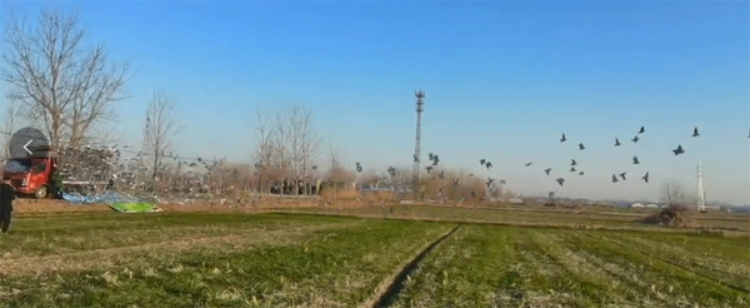 浙江德飞赛鸽公棚路线,浙江德飞赛鸽公棚直播