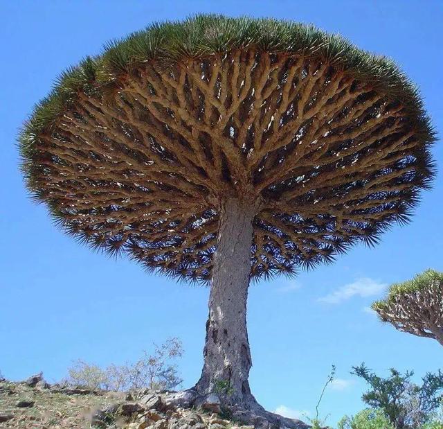 大自然中树有哪些秘密呢,神奇的大自然神奇的树