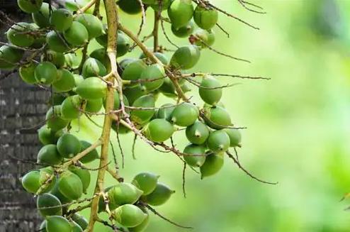 槟榔成瘾还有晕乎乎的感觉了吗,槟榔的危害有多大看完你还敢吃吗