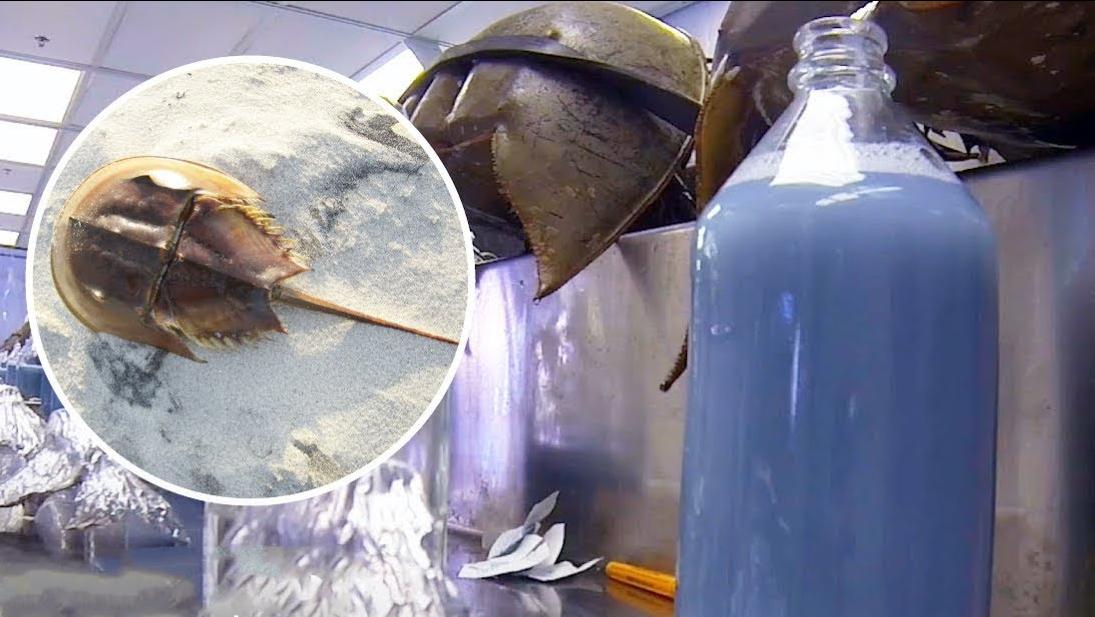 鲎为什么在中国很幸运,鲎真的有那么珍贵吗