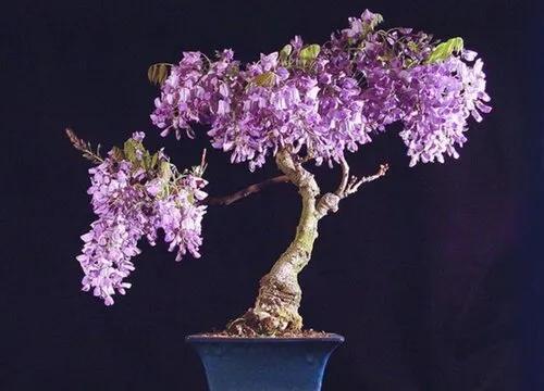 紫藤花成都周边,成都1号桥紫藤花