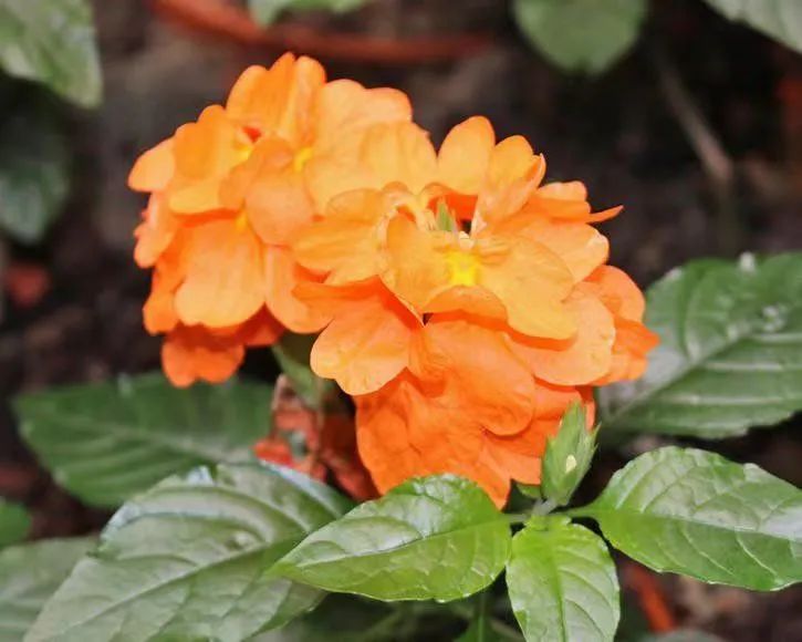 适合夏天养的7种花越晒开花越旺,夏天最能开的10种花越热越能开