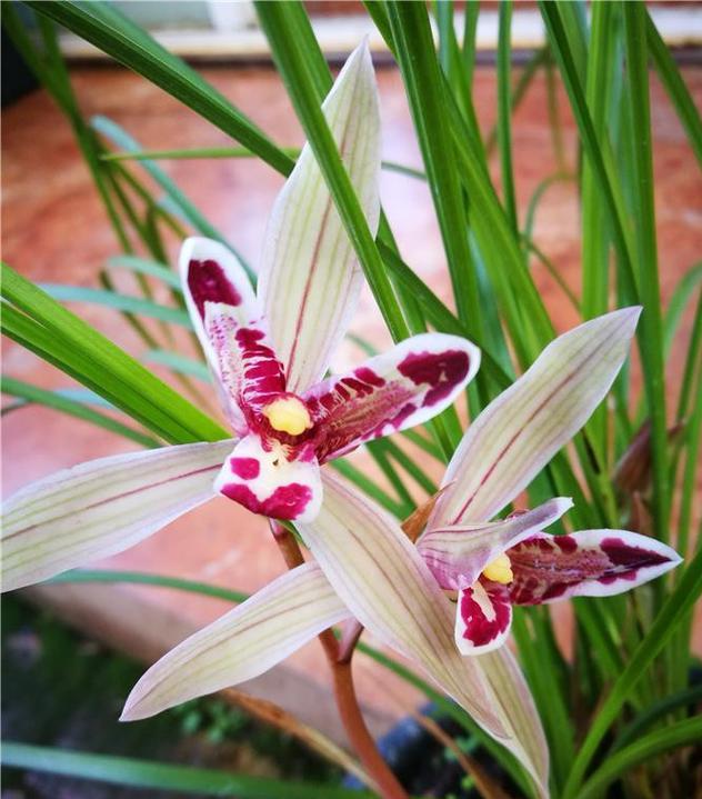 此兰为我国“独有”，花似彩蝶，寓意吉祥，让人过目难忘