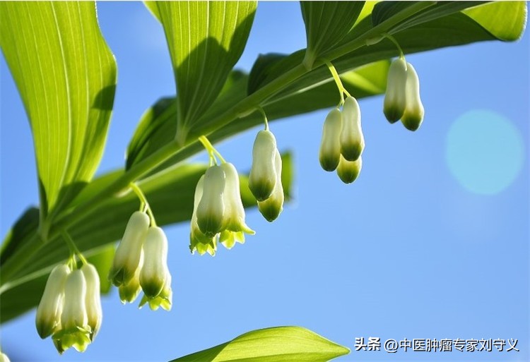 乳腺癌放疗能喝玉竹泡水吗,鼻咽癌放疗期间可以吃玉竹汤吗