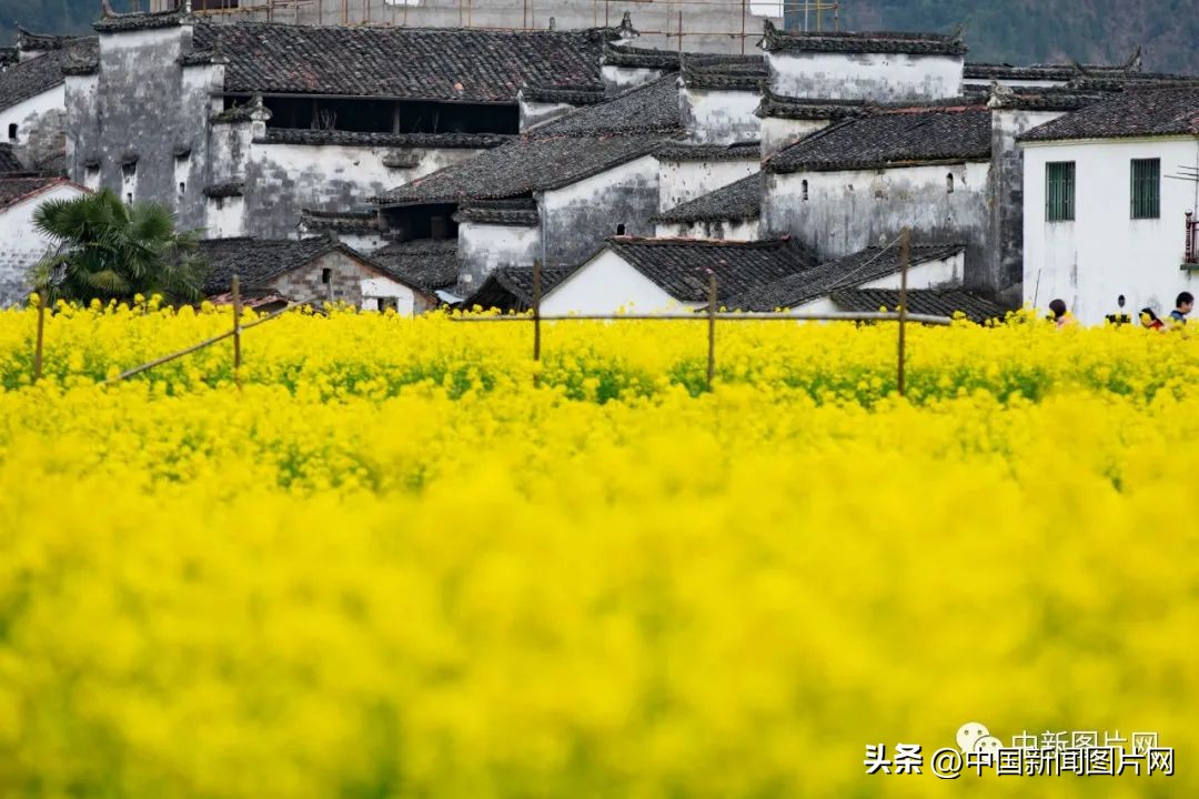 招募！荷赛大师带您记录“美丽中国美丽婺源”