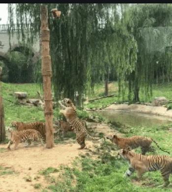 老虎豹子都会洗澡为什么猫不会,老虎是猫科动物那么老虎会爬树吗