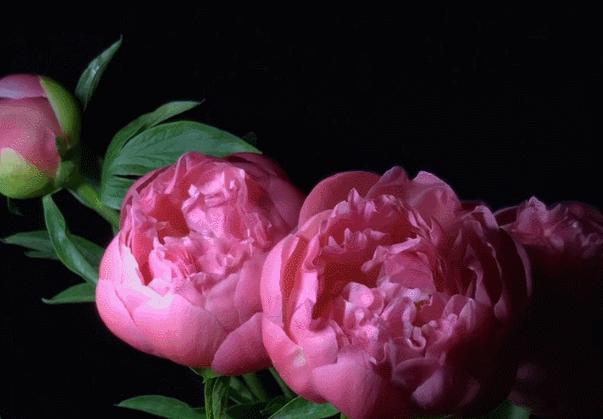 上巳节古老而有诗意的三月三,人间最美三月三