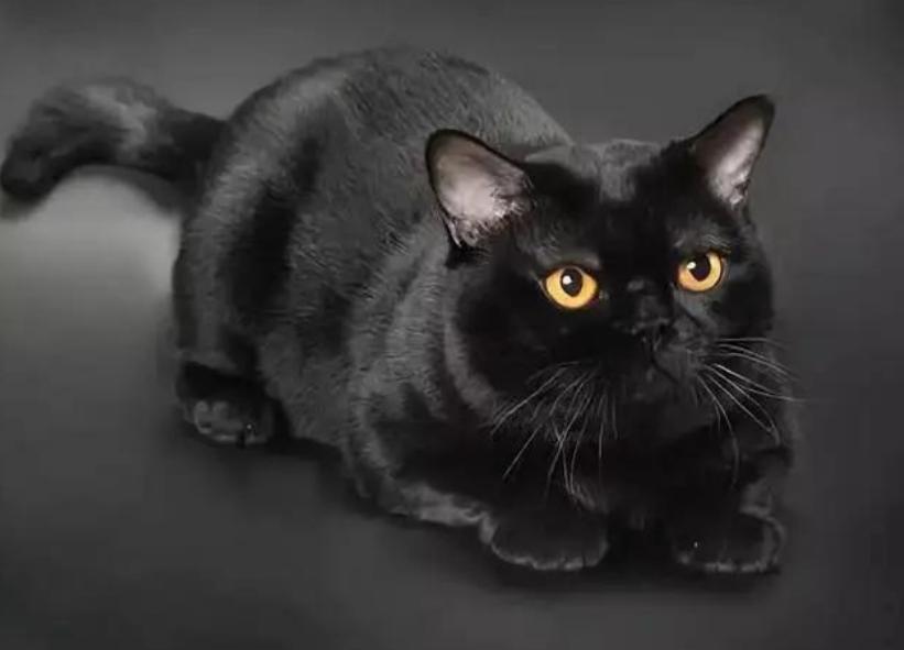 为何古代对玄猫看法不一样，有关黑猫的传说是真的吗？