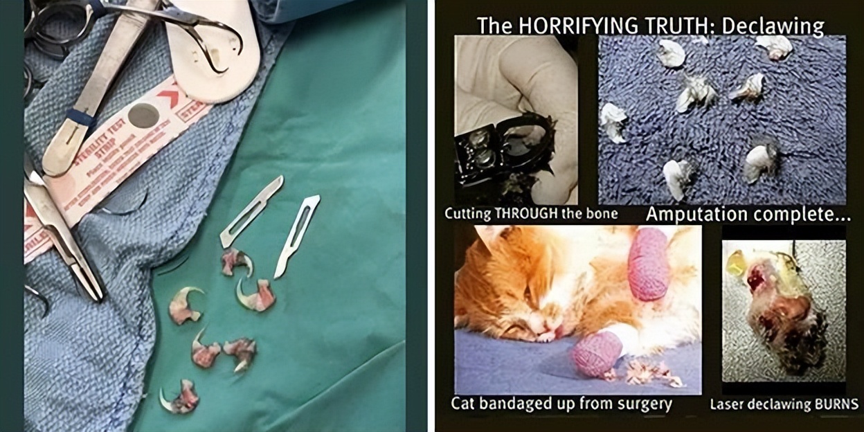 有几种行为让猫咪以为你不要它了,猫咪的这些坏习惯真的很令人头疼