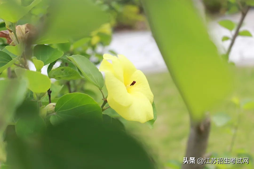 苏州农业职业技术学院全览,苏州农业职业技术学院综合信息网