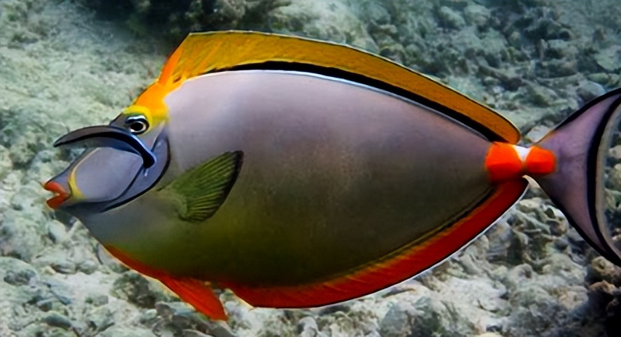 海缸入门花费多少,海缸入门推荐