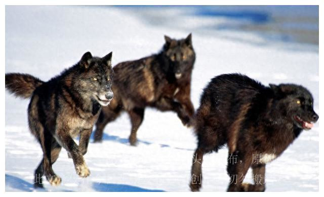 公公养情人18年，婆婆坚决不离婚，公公死后，婆婆终于坦白原因