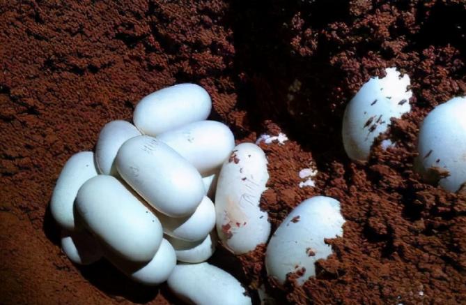 黑龙江养蜂女刘玉平：与20条大蛇同睡在一张床上，至今没被咬过