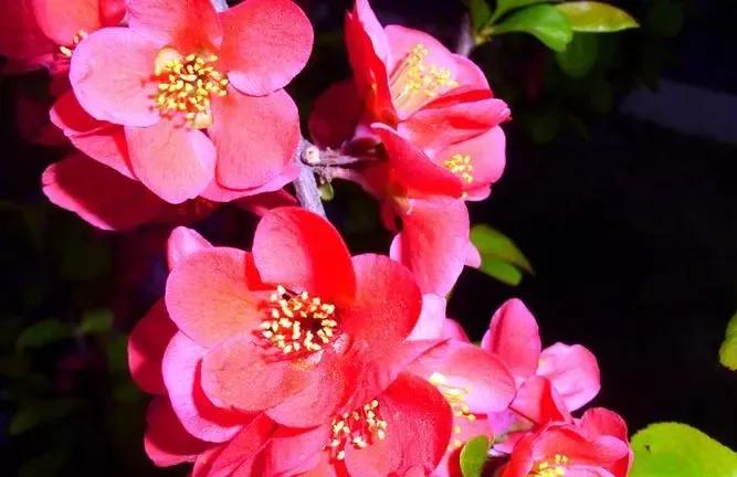 我想你了怎么办呀,我想你了怎么办高情商回答