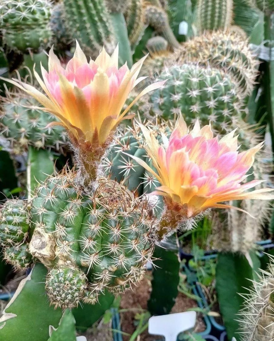 200种·仙人球开花图鉴，大开眼界，美到爆