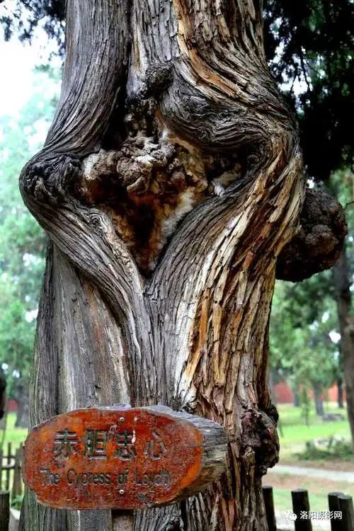 妖怪名单500集,妖怪名单第51集完整版