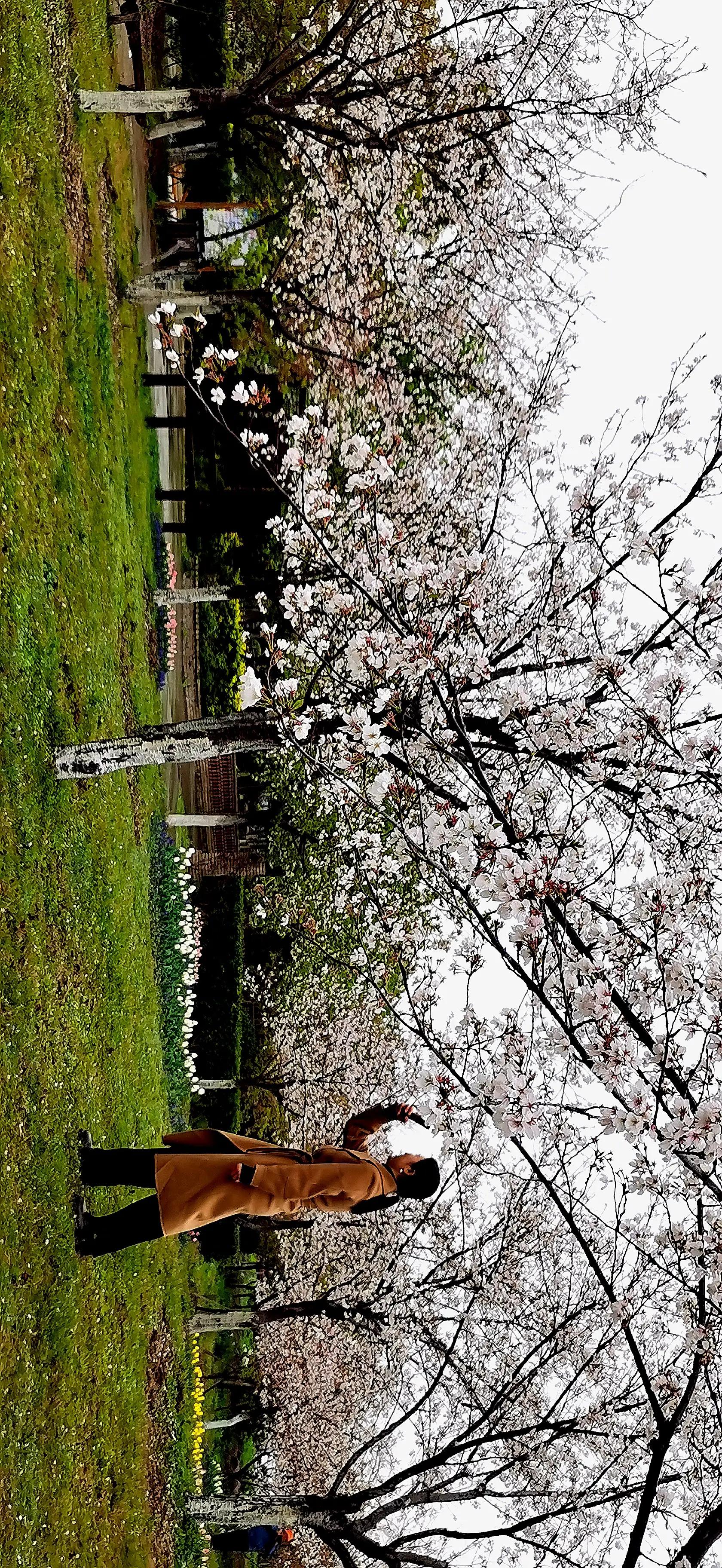 湖北宜昌花海赏花,枝江同心花海四月有什么花