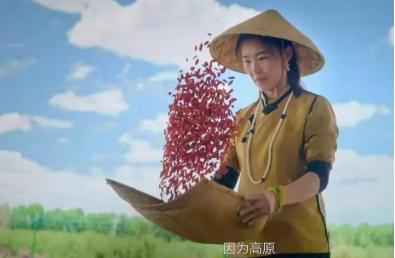 90后女孩放弃大城市，回高原当农民年销200吨枸杞，营业额上千万