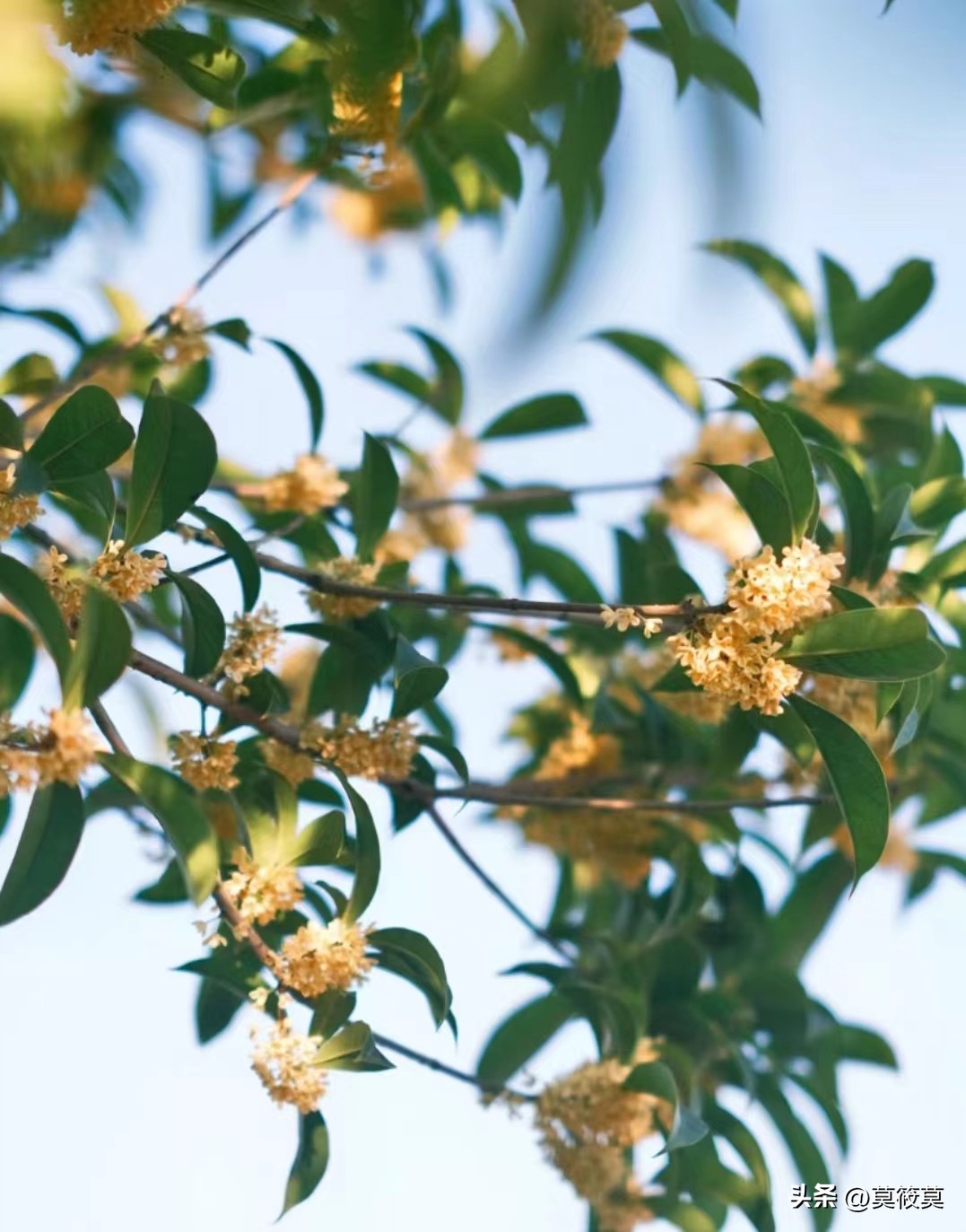 贵州省的省花叫什么名,贵州各个县的县花