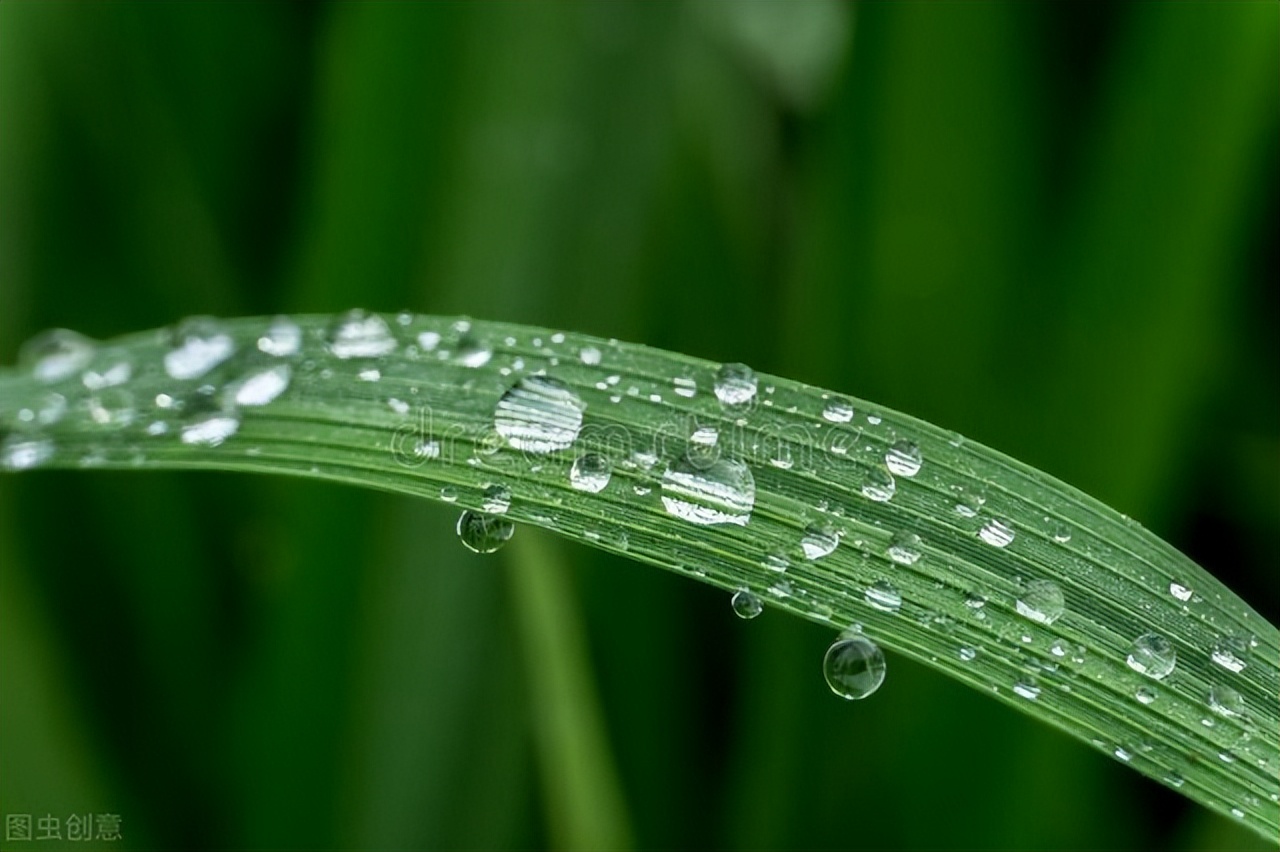 根施和喷施有什么区别,肥料是灌根好还是喷叶面好