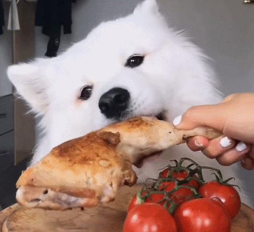 雪橇三傻萨摩耶好品种要多少钱,雪橇三傻萨摩耶用不用拉雪橇