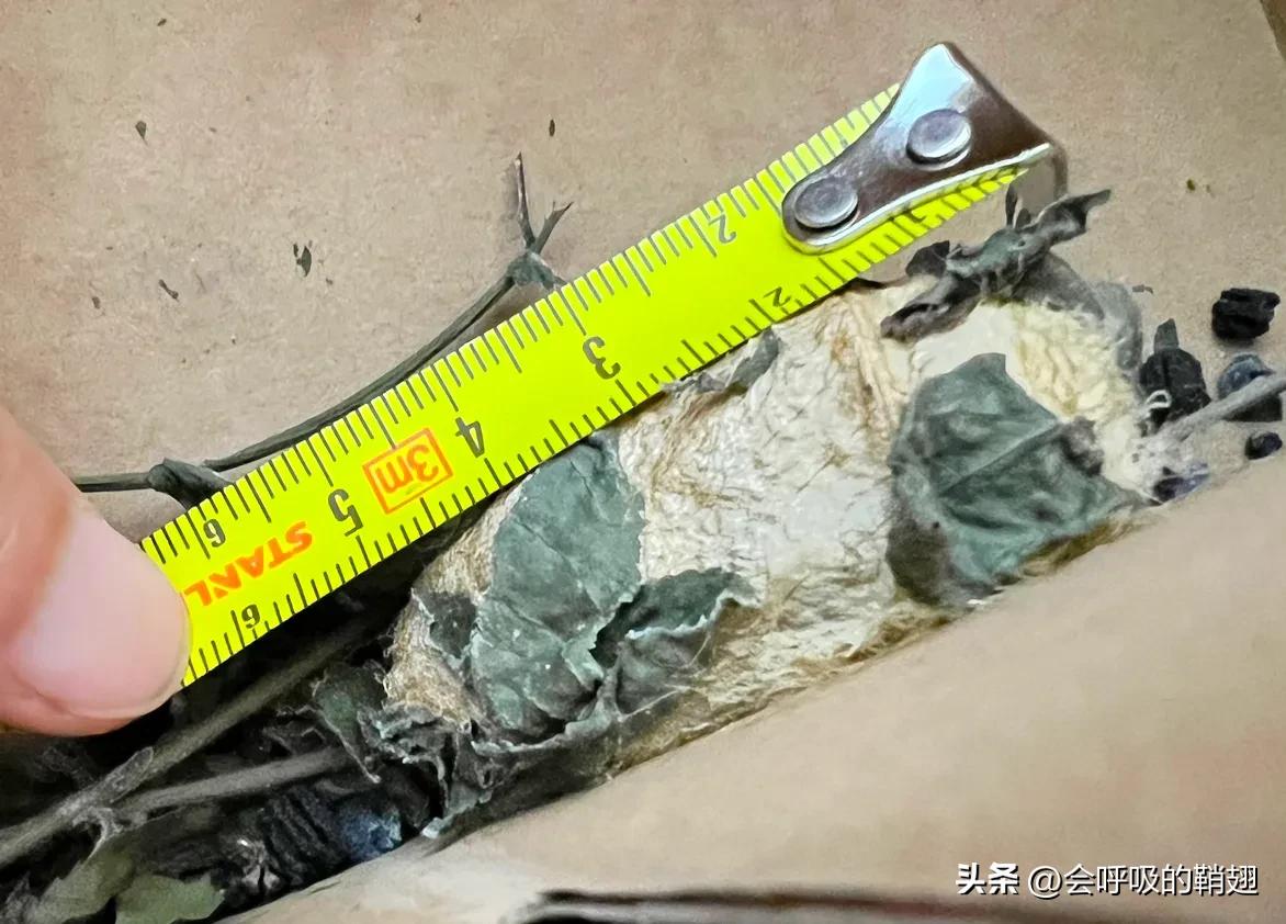 绿尾大蚕蛾吃什么,绿尾大蚕蛾饲养