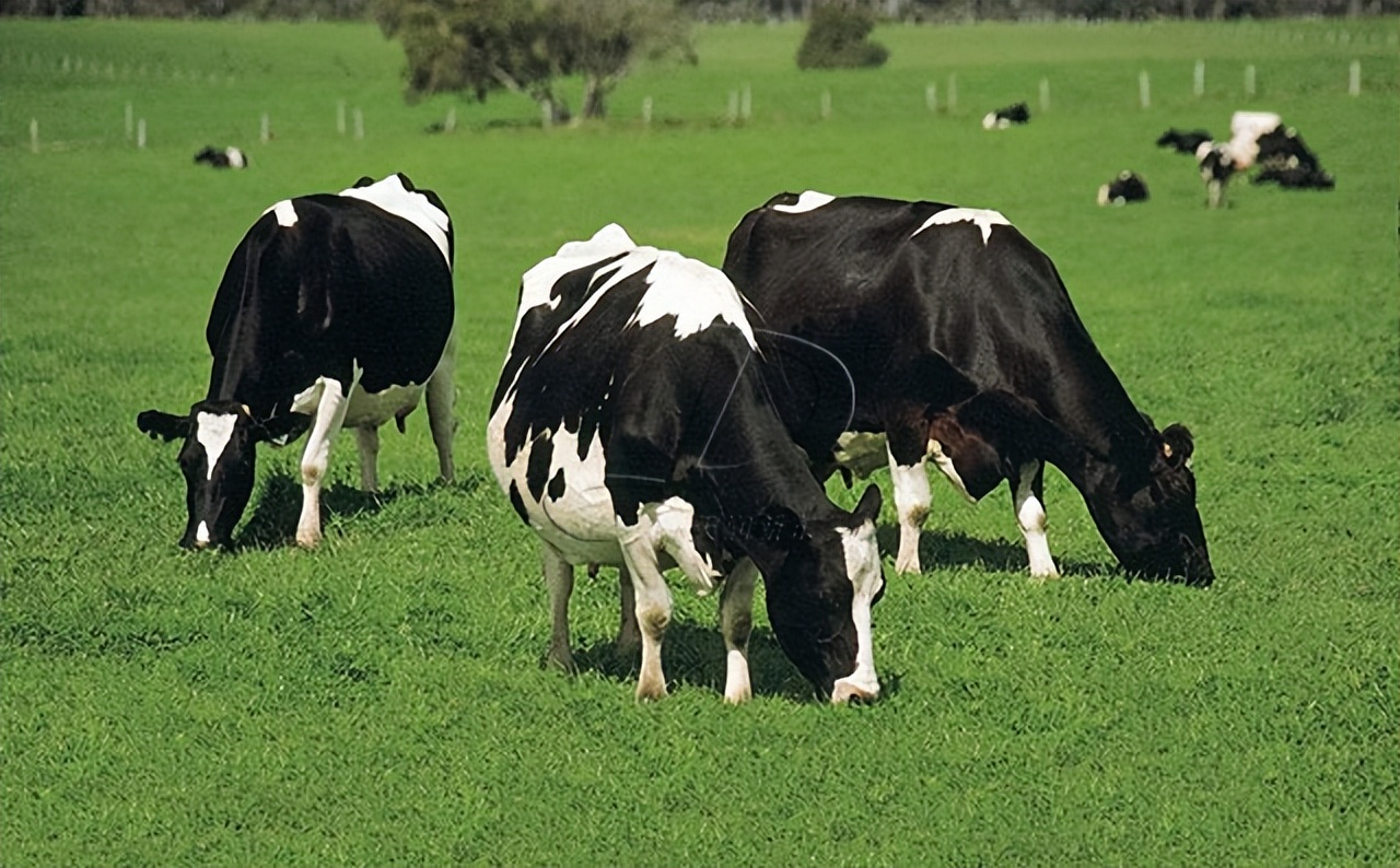 挤压豌豆作为有机高山农场奶牛饲料，为奶牛提供大豆蛋白是否可行