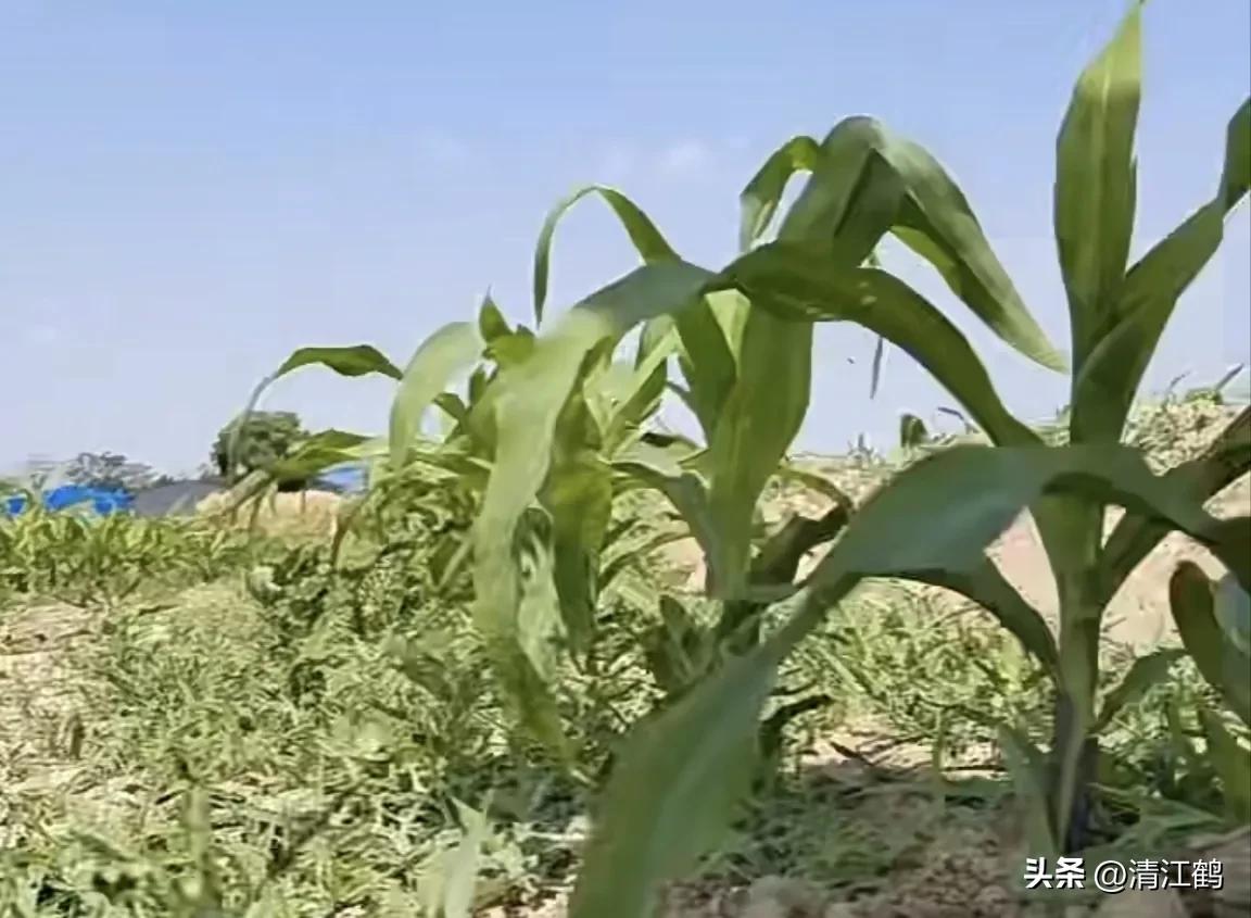 玉米除草剂药害最佳补救方法,玉米24d丁酯除草药害图片