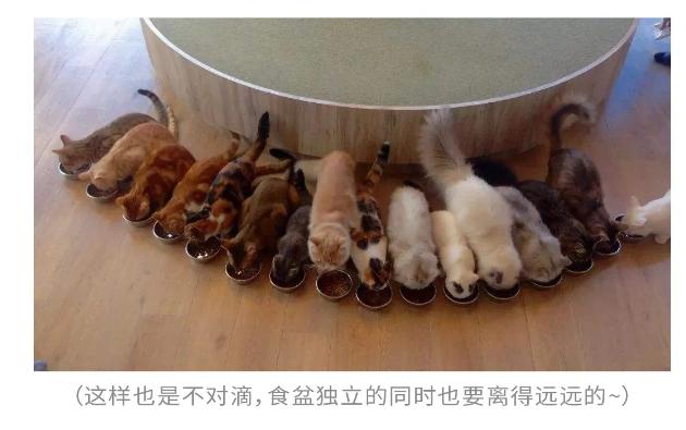 猫胀气放屁原因有哪些,猫咪肚子胀气一直放屁