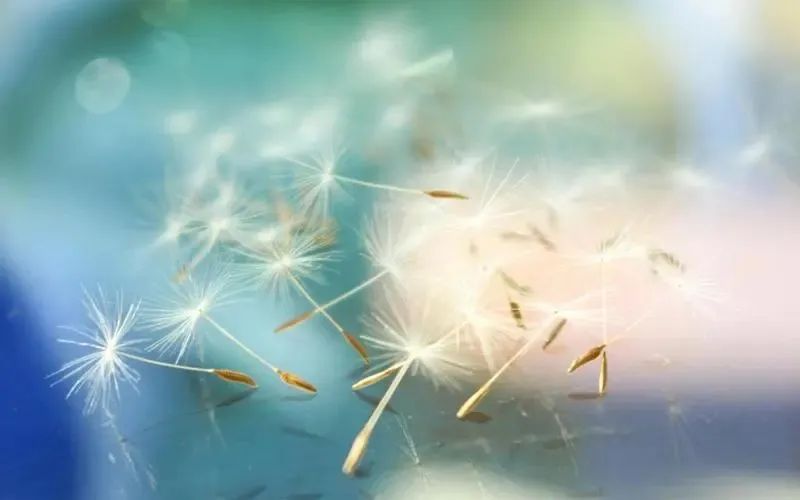 描写清晨林间的阳光唯美句子,清晨的阳光唯美句子古诗