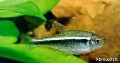 新手必养灯科鱼,灯科群游