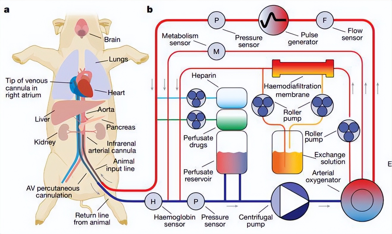 美国救活5个小时死亡的猪,美国科学家做的复活实验