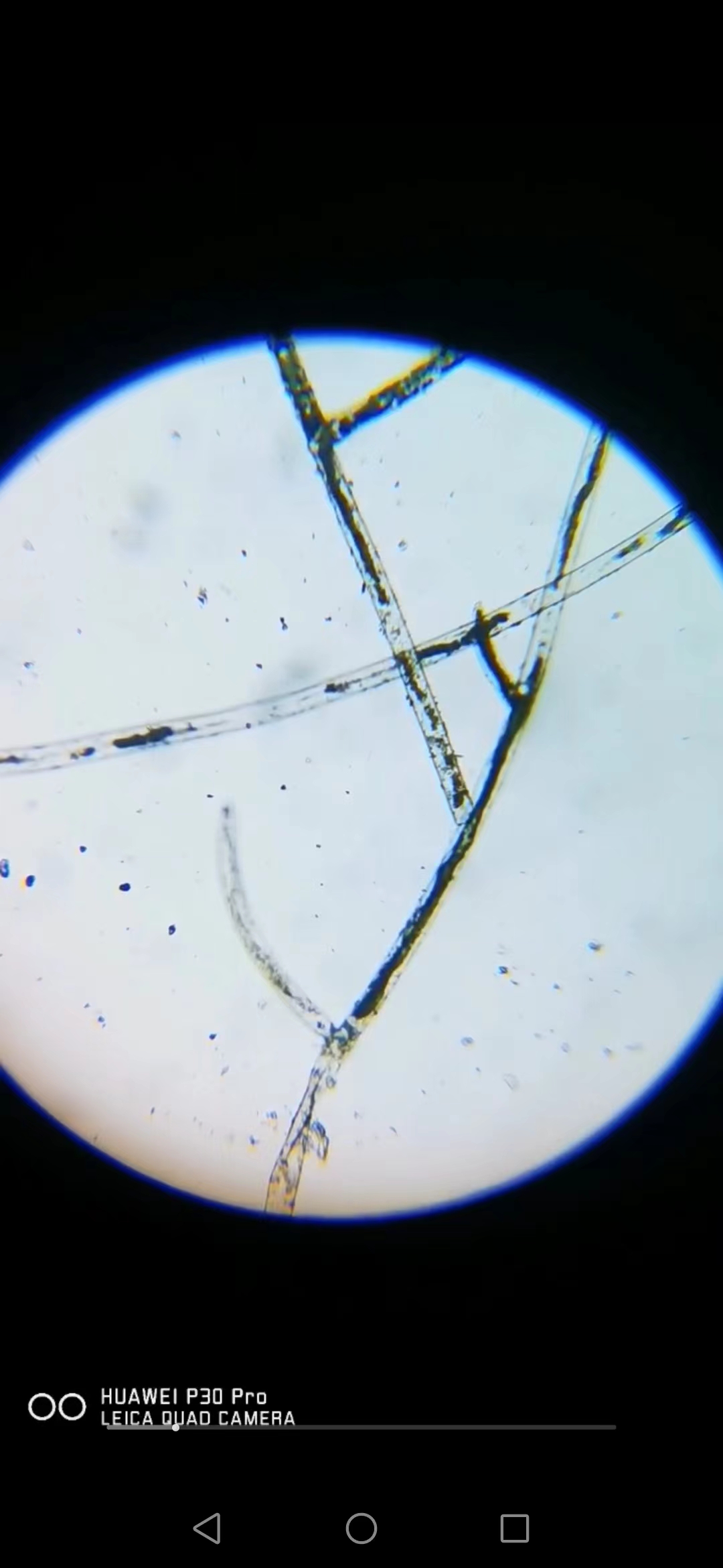 藻类植物可以预防疾病吗,杀菌盐可以预防藻类吗