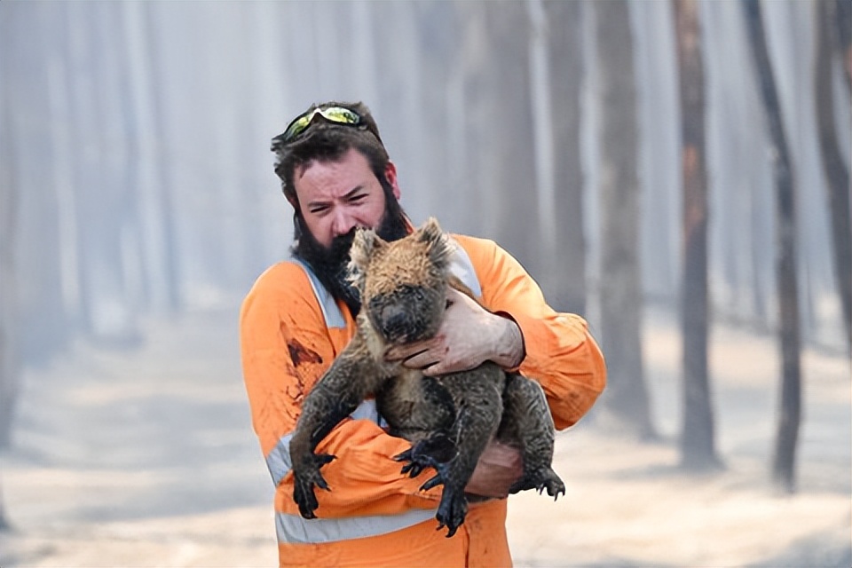 真实的澳大利亚人吃野山羊吗,澳大利亚允许猎杀野山羊吗