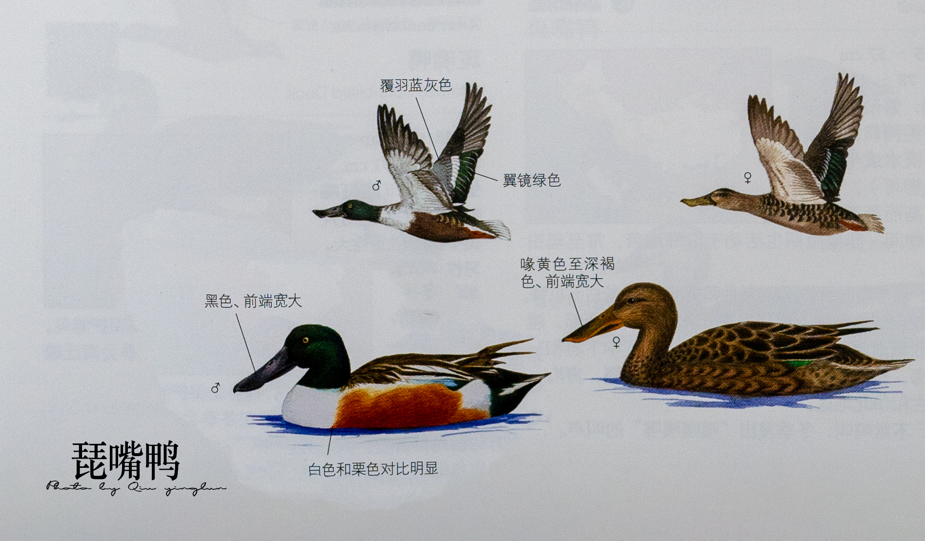 涓滄睙鎻借儨,涓滄睙鎻借儨楦熺被