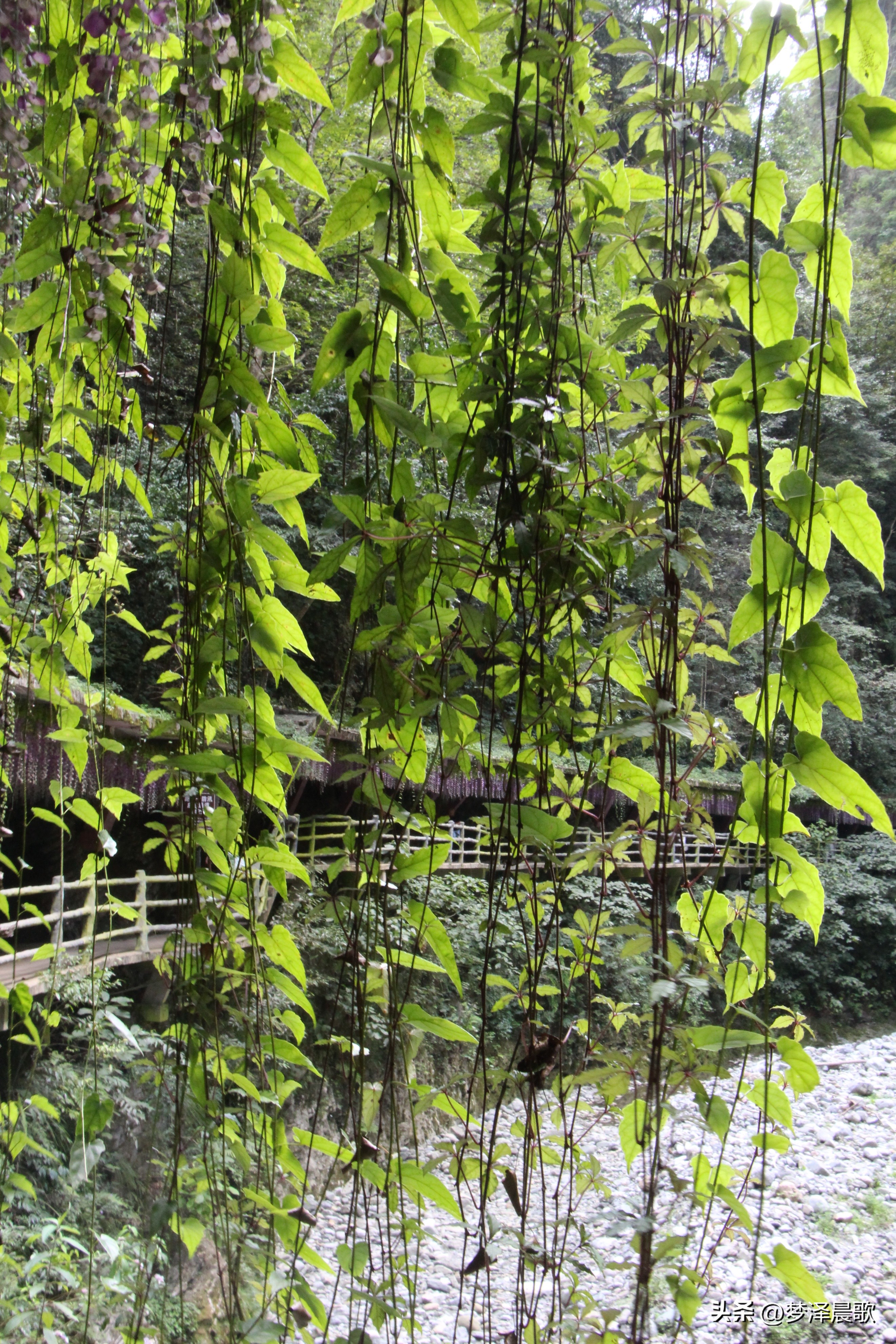 三峡巴人河景区,湖北长江三峡