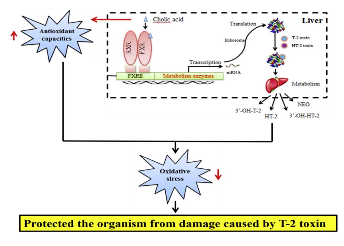 猪霉菌毒素的危害的症状,影响霉菌毒素产生的原因