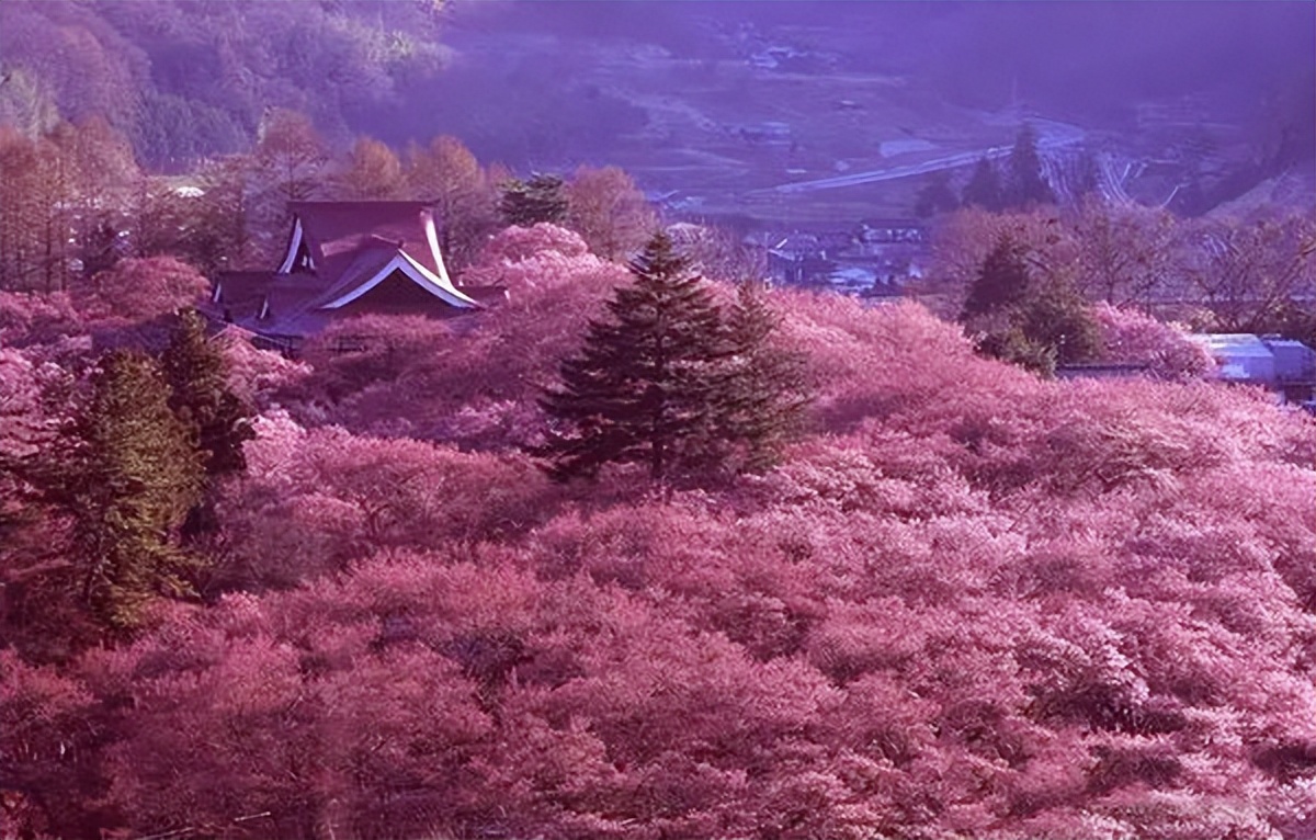 腾冲樱花谷，野生樱花遍布，落英缤纷、原始自然的花花世界