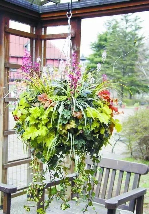 花园适合种的植物,在花园种植哪些植物比较适合