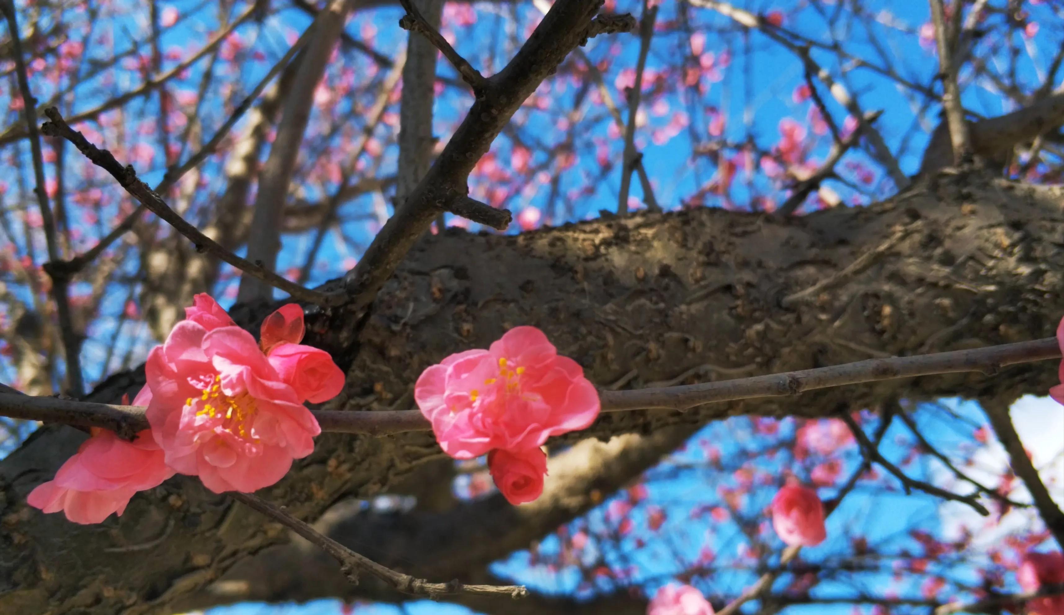 春天来了，“痴花”的您，来彩云之南做个“花吃”吧